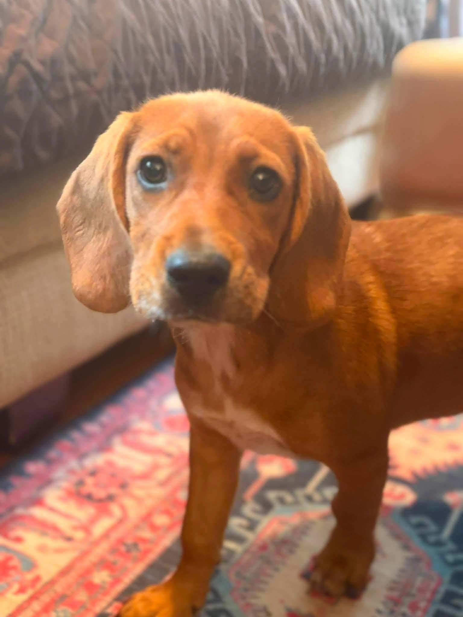 Enlarge Josette (13wo, 18lbs), a Adopted mixed breed in Hinton, WV image 2/3