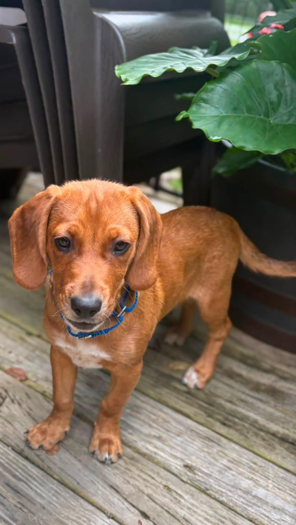 Enlarge Josette (13wo, 18lbs), a Adopted mixed breed in Hinton, WV image 3/3