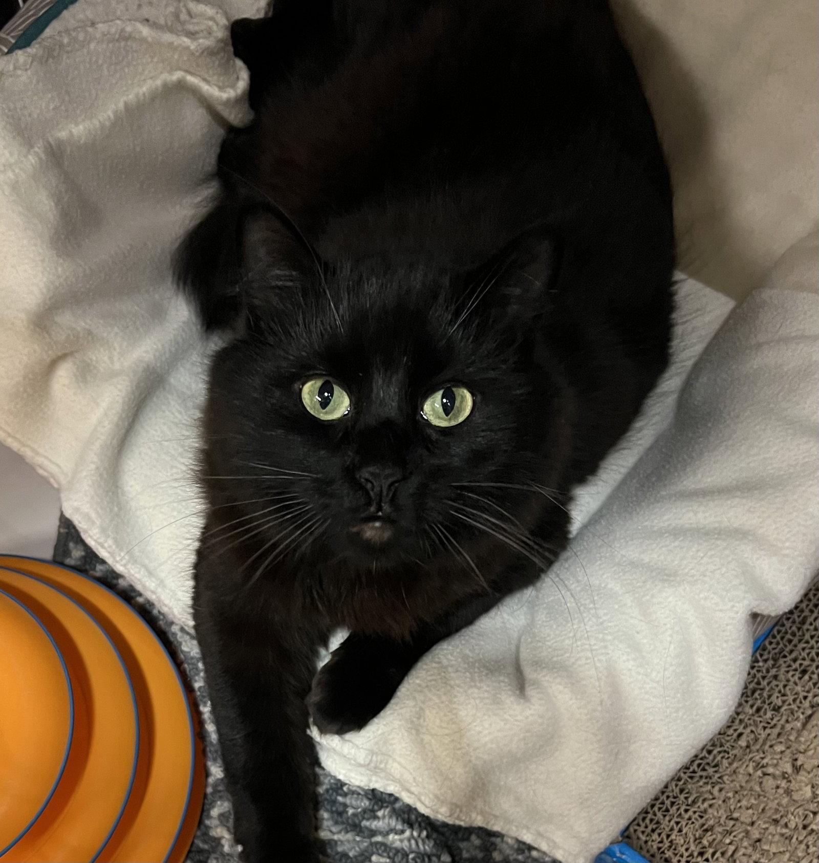 Enlarge Cosmos, a Adoptable Domestic Long Hair in Blasdell, NY image 1/1