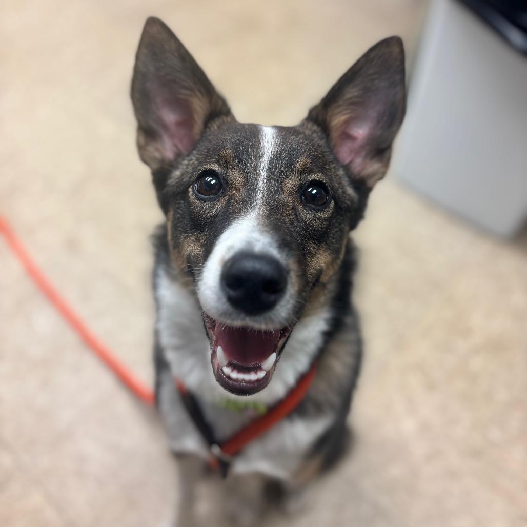 Dally-IN FOSTER, Adoptable, Young Female Mixed Breed.