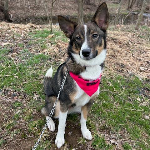 Dally-IN FOSTER, a Adoptable Mixed Breed in Birdsboro, PA image 2/6