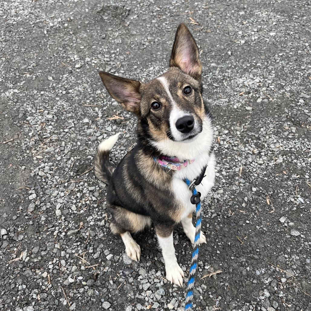 Dally-IN FOSTER, a Adoptable Mixed Breed in Birdsboro, PA image 3/6