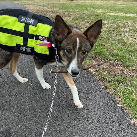 Dally-IN FOSTER, a Adoptable Mixed Breed in Birdsboro, PA image 4/6