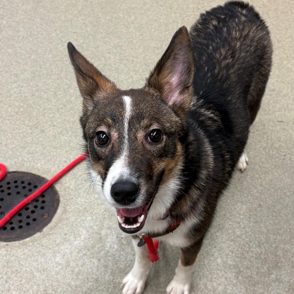 Dally-IN FOSTER, a Adoptable Mixed Breed in Birdsboro, PA image 5/6