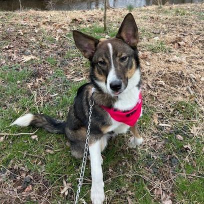 Dally-IN FOSTER, a Adoptable Mixed Breed in Birdsboro, PA image 6/6