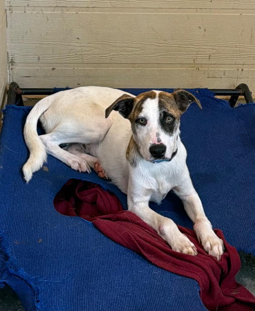 Hank, adopted, Young Male Mixed Breed.