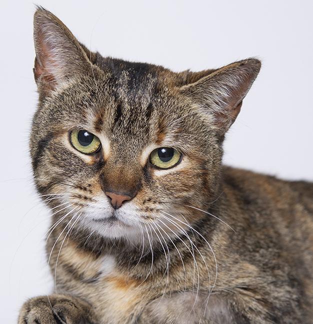 Enlarge Ciara, a ADOPTABLE Torbie in Chicago, IL image 2/4