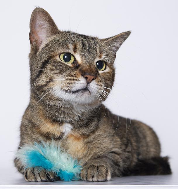 Enlarge Ciara, a ADOPTABLE Torbie in Chicago, IL image 3/4