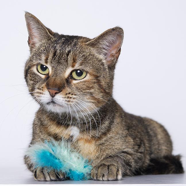 Ciara, ADOPTABLE, Young Female Torbie.