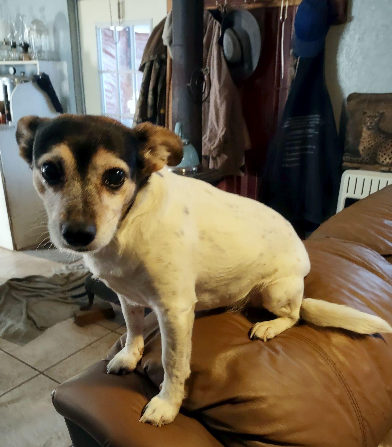 Enlarge Nala, a ADOPTABLE Rat Terrier in Melbourne, AR image 3/6