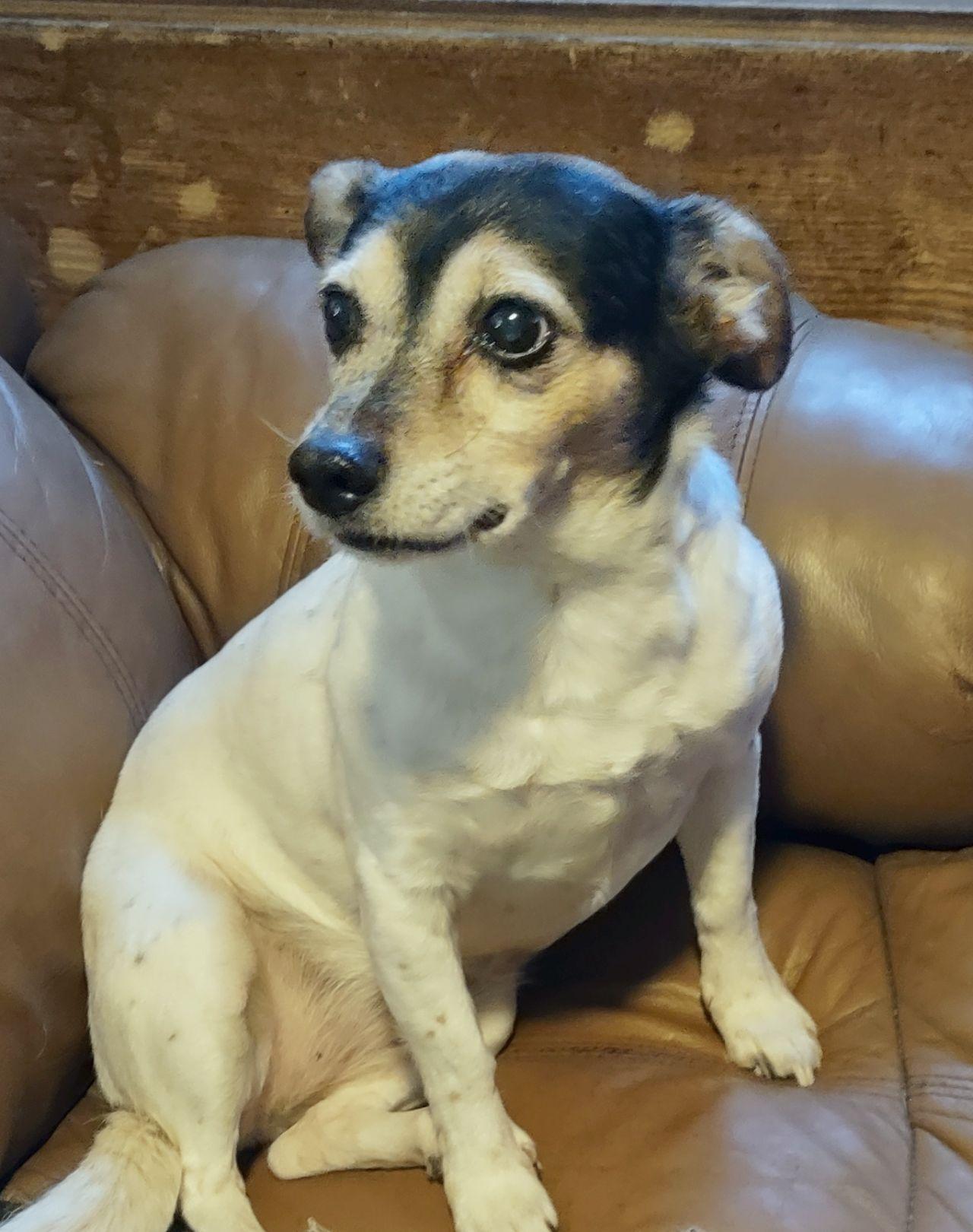 Enlarge Nala, a ADOPTABLE Rat Terrier in Melbourne, AR image 1/6