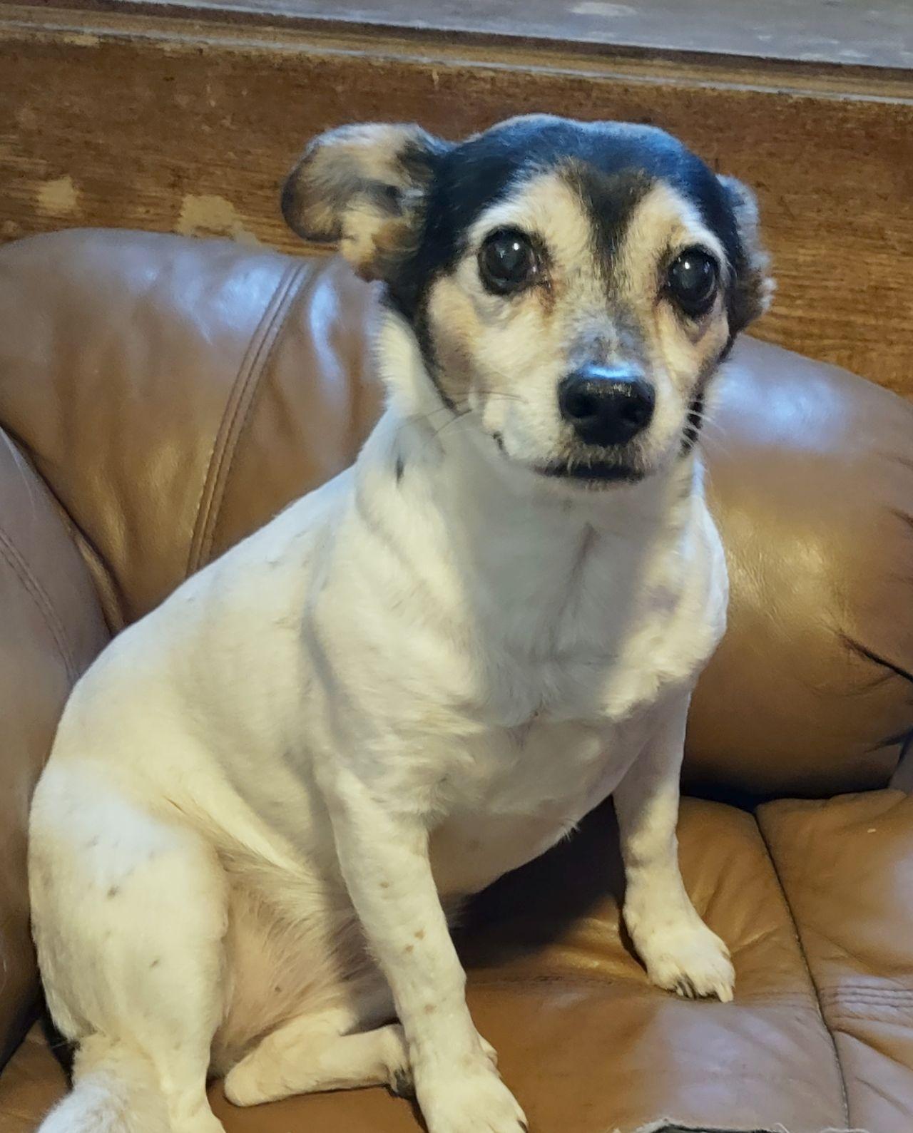 Enlarge Nala, a ADOPTABLE Rat Terrier in Melbourne, AR image 6/6