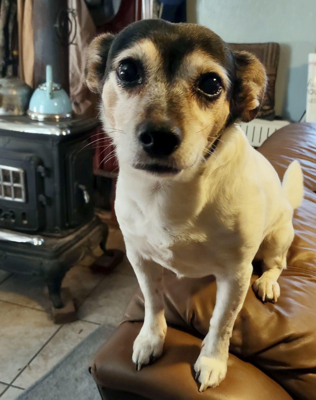 Enlarge Nala, a ADOPTABLE Rat Terrier in Melbourne, AR image 5/6