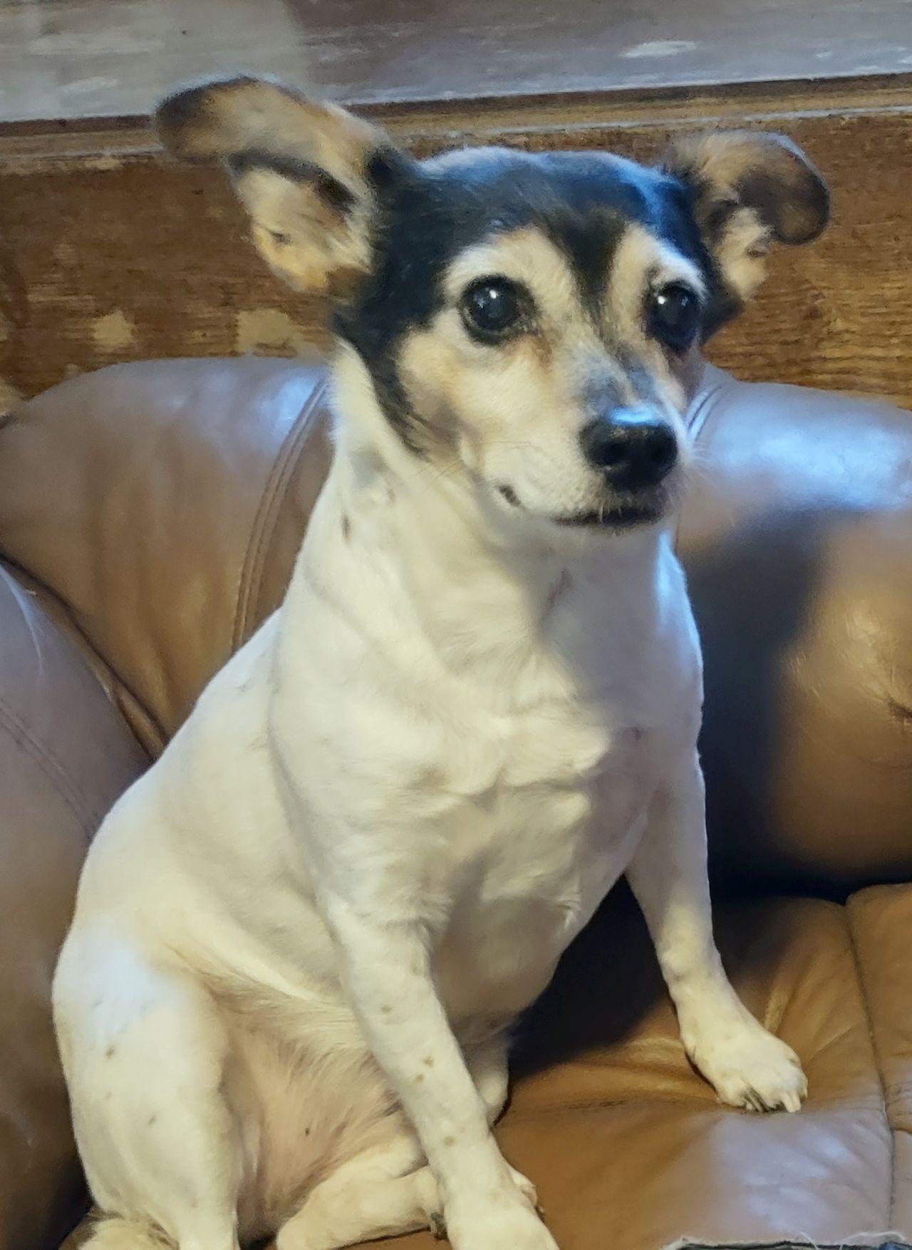 Enlarge Nala, a ADOPTABLE Rat Terrier in Melbourne, AR image 4/6