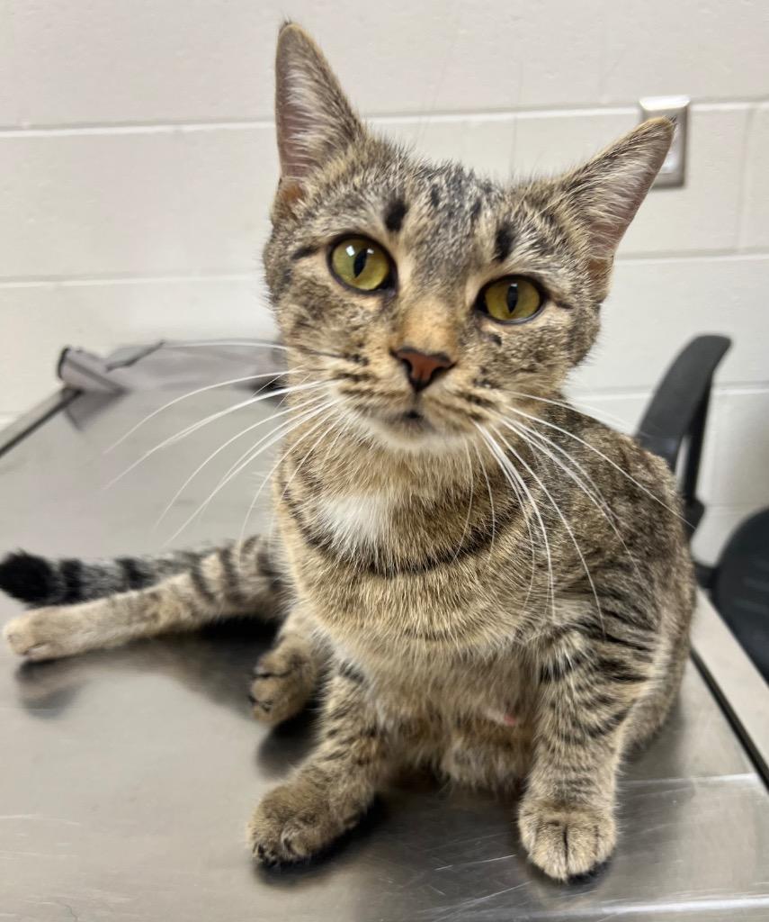 Nala / AC 27315 A, Adoptable, Young Female Domestic Short Hair.