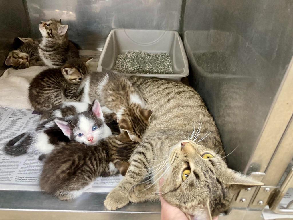 Enlarge Nala / AC 27315 A, a Adoptable mixed breed in Greeneville, TN image 1/2