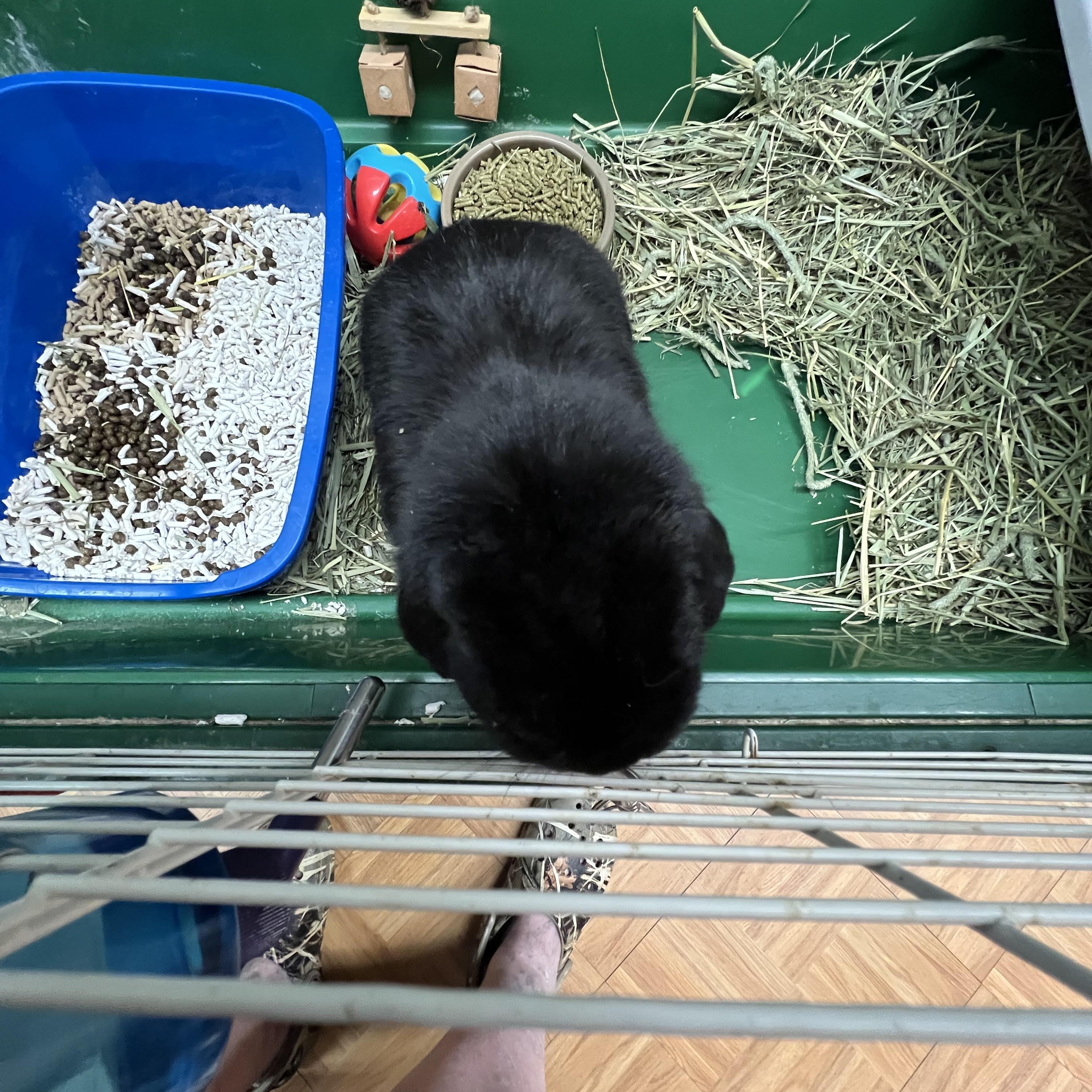 Godzilla, ADOPTABLE, Young Male Lop Eared.