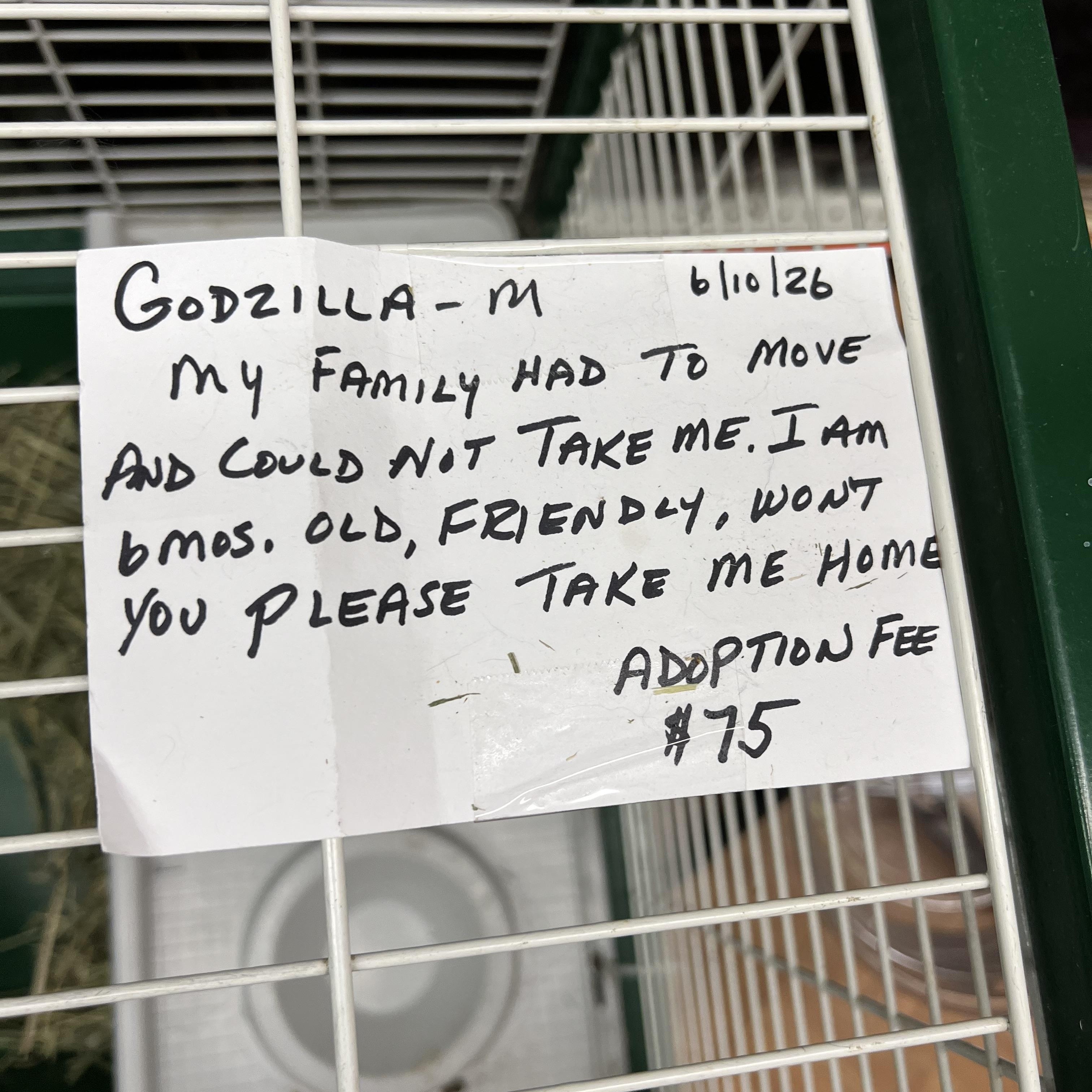 Godzilla, a ADOPTABLE mixed breed in Hillsborough, NJ image 3/4