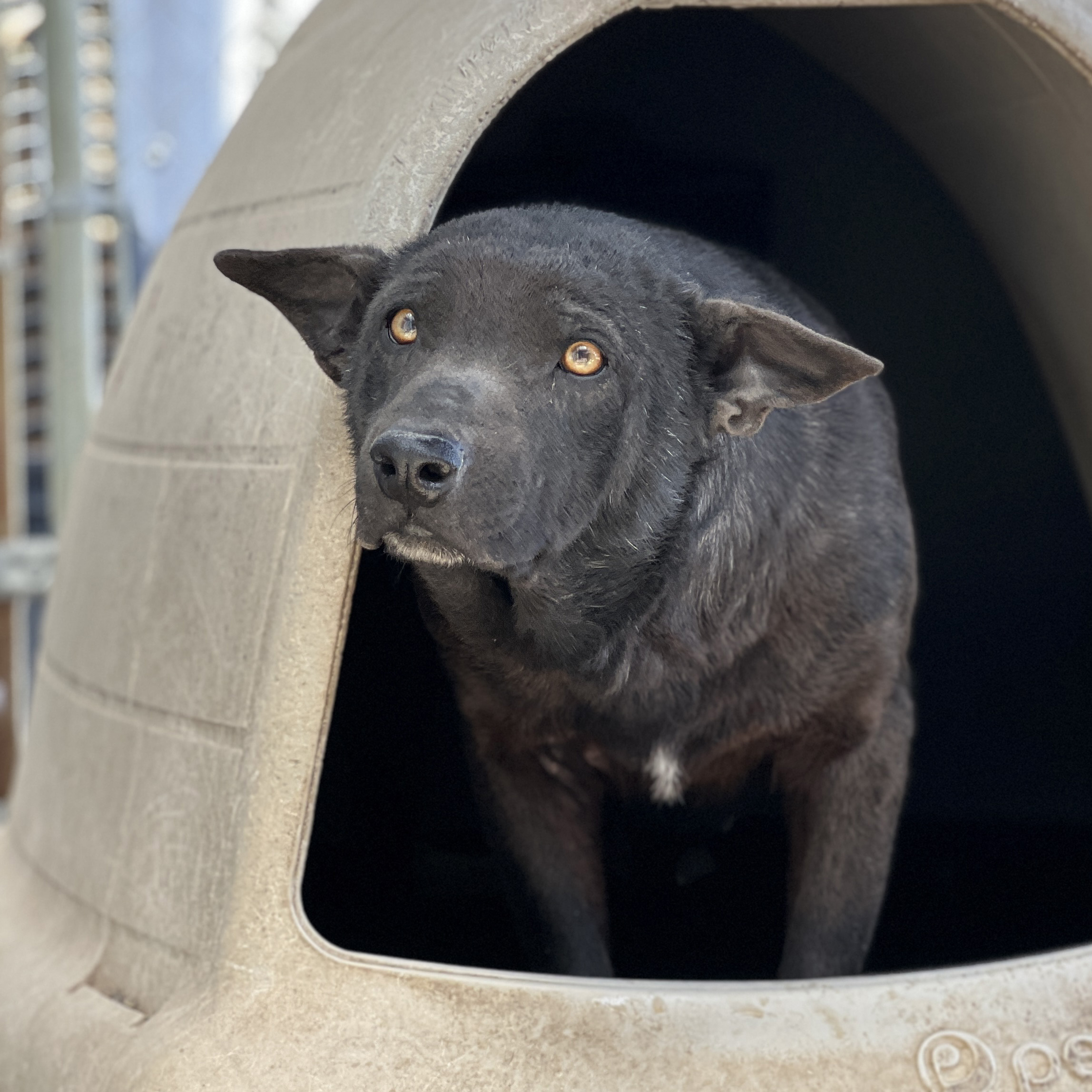 Rosemary, a Adoptable mixed breed in Hagerman, NM image 1/2
