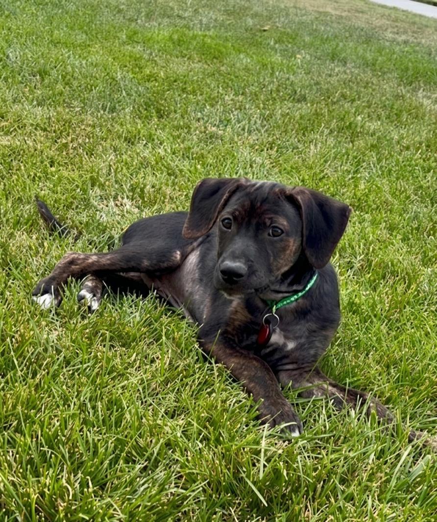 **ROSS**, Adoptable, Puppy Male Hound & Terrier.