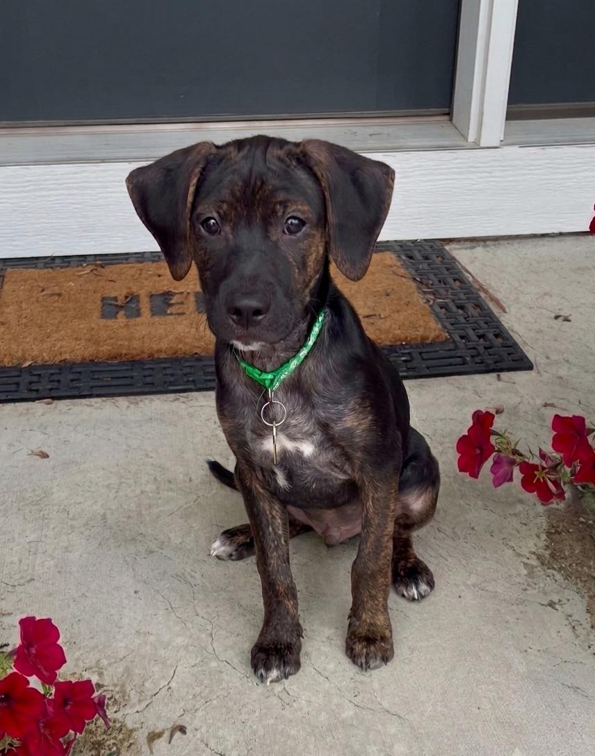 Enlarge **ROSS**, a Adoptable mixed breed in North Prairie, WI image 2/3