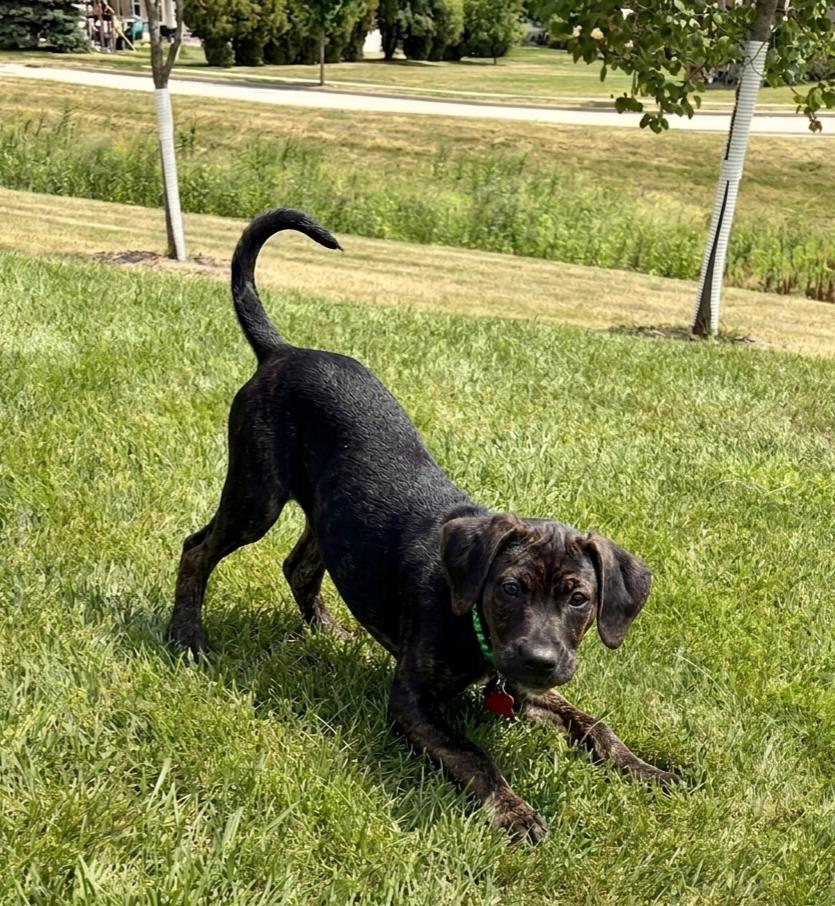 Enlarge **ROSS**, a Adoptable mixed breed in North Prairie, WI image 3/3