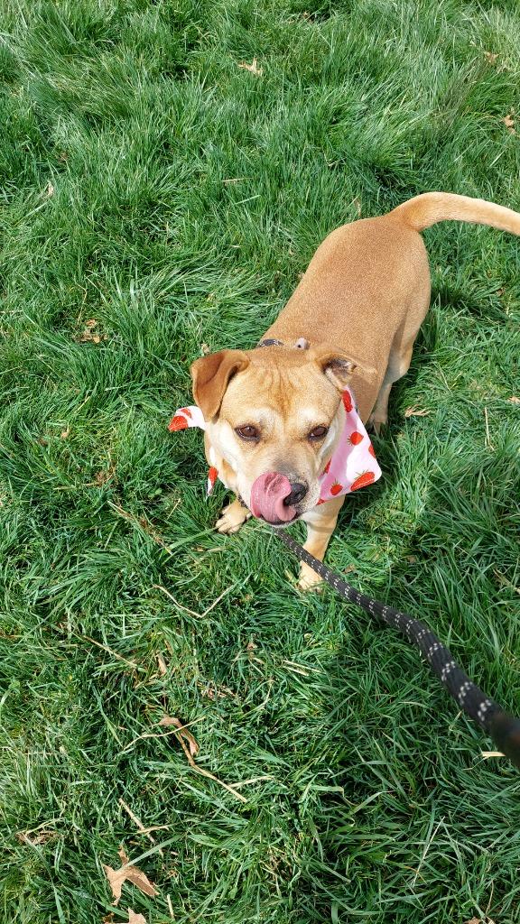 Penny, Adoptable, Adult Female Terrier.