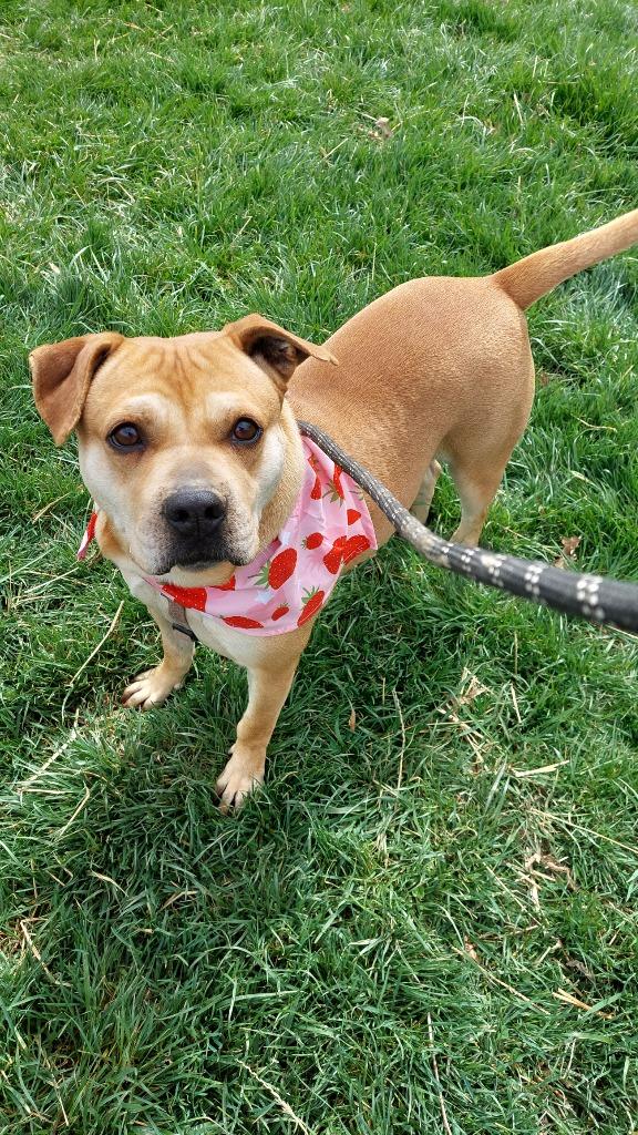 Enlarge Penny, a Adoptable Terrier in Greencastle, IN image 1/6