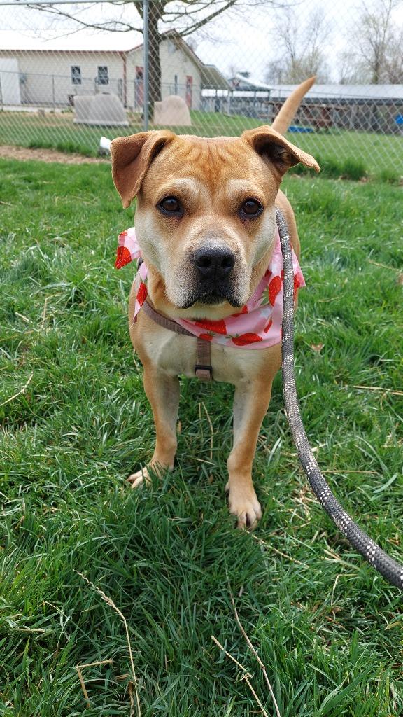Enlarge Penny, a Adoptable Terrier in Greencastle, IN image 3/6