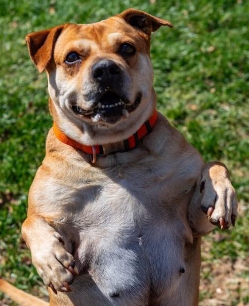 Enlarge Penny, a Adoptable Terrier in Greencastle, IN image 5/6