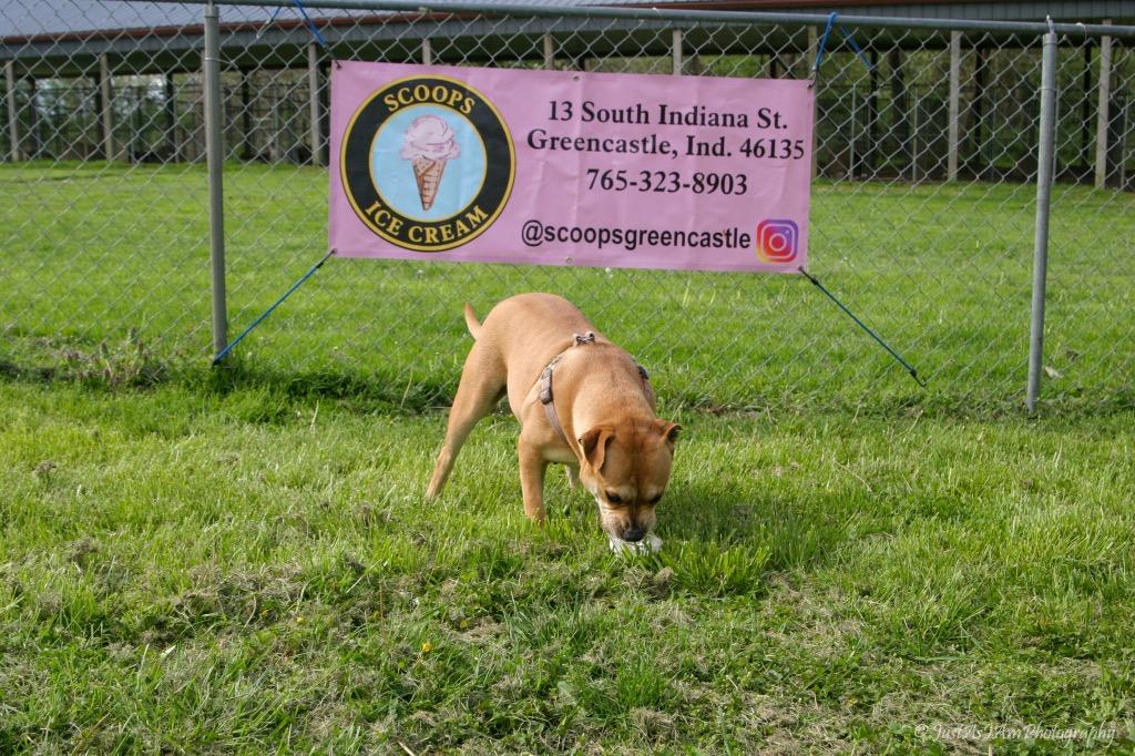 Enlarge Penny, a Adoptable Terrier in Greencastle, IN image 6/6
