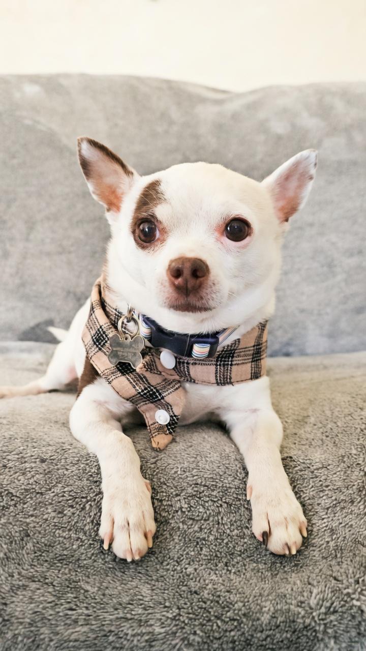 Aero (Moo Moo), Adoptable, Senior Male Chihuahua.
