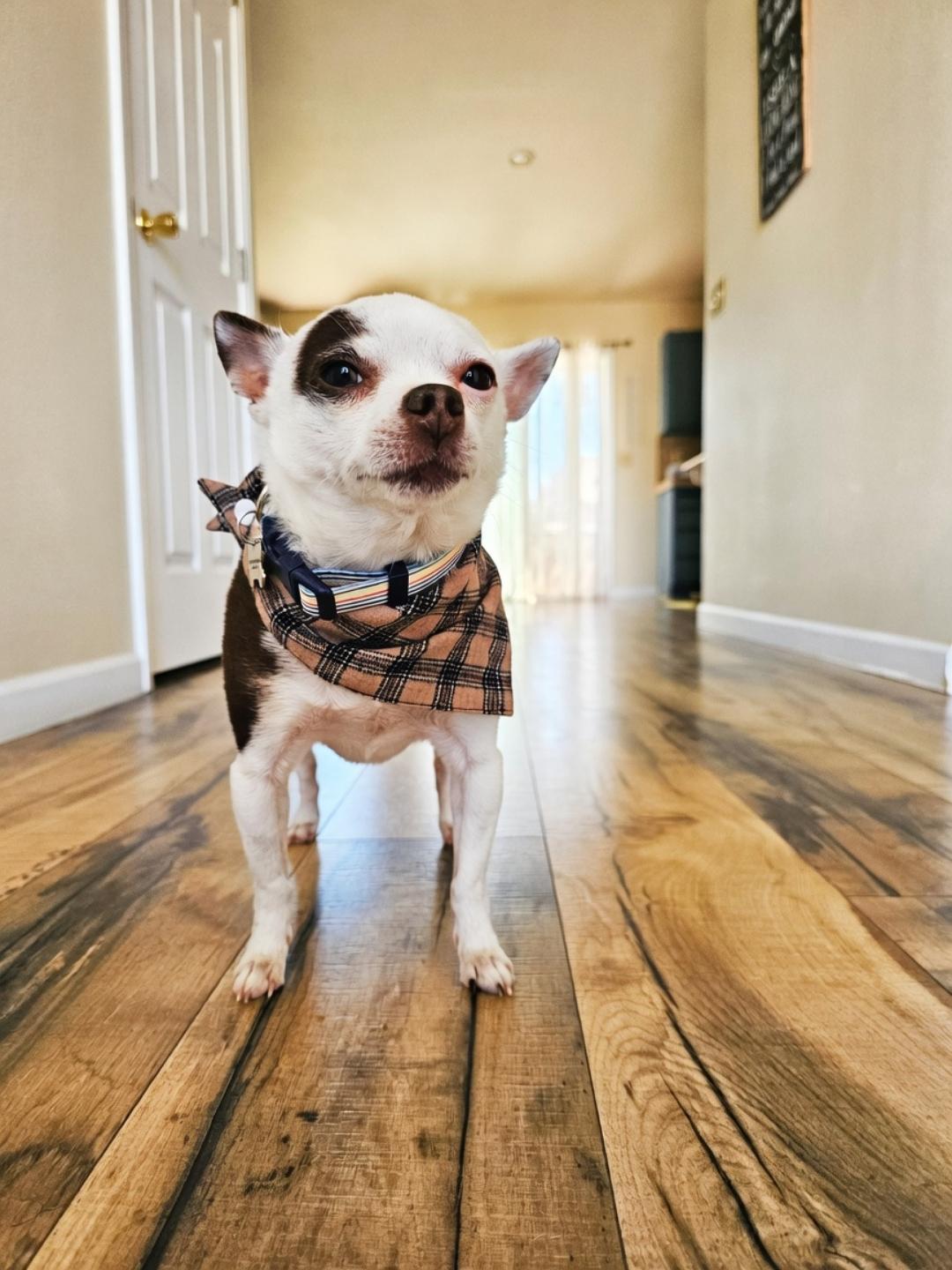 Enlarge Aero (Moo Moo), a Adoptable Chihuahua in Twin Falls, ID image 2/6