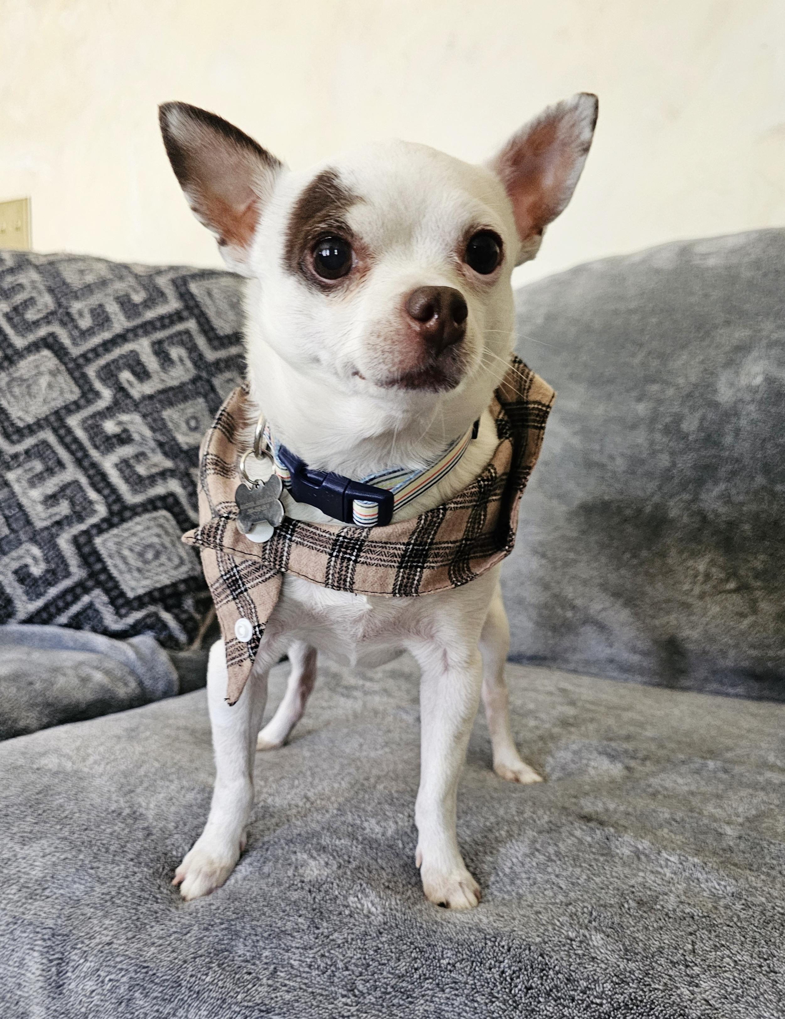 Enlarge Aero (Moo Moo), a Adoptable Chihuahua in Twin Falls, ID image 3/6