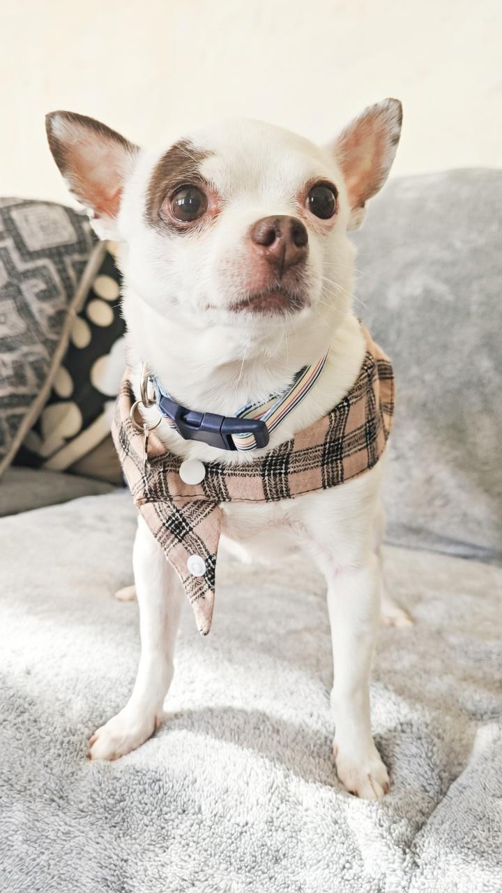 Enlarge Aero (Moo Moo), a Adoptable Chihuahua in Twin Falls, ID image 4/6