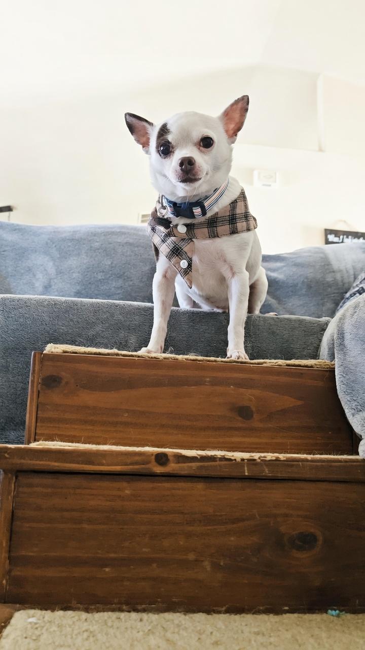 Enlarge Aero (Moo Moo), a Adoptable Chihuahua in Twin Falls, ID image 5/6