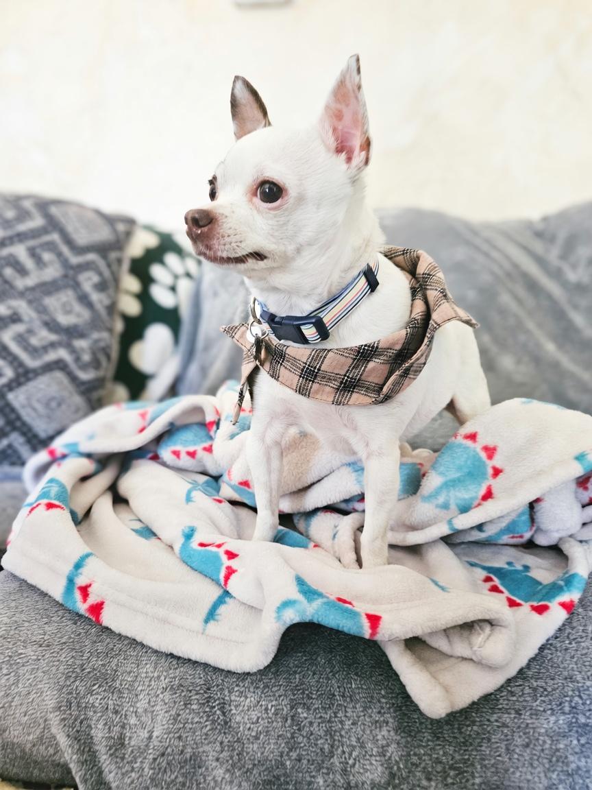 Enlarge Aero (Moo Moo), a Adoptable Chihuahua in Twin Falls, ID image 6/6