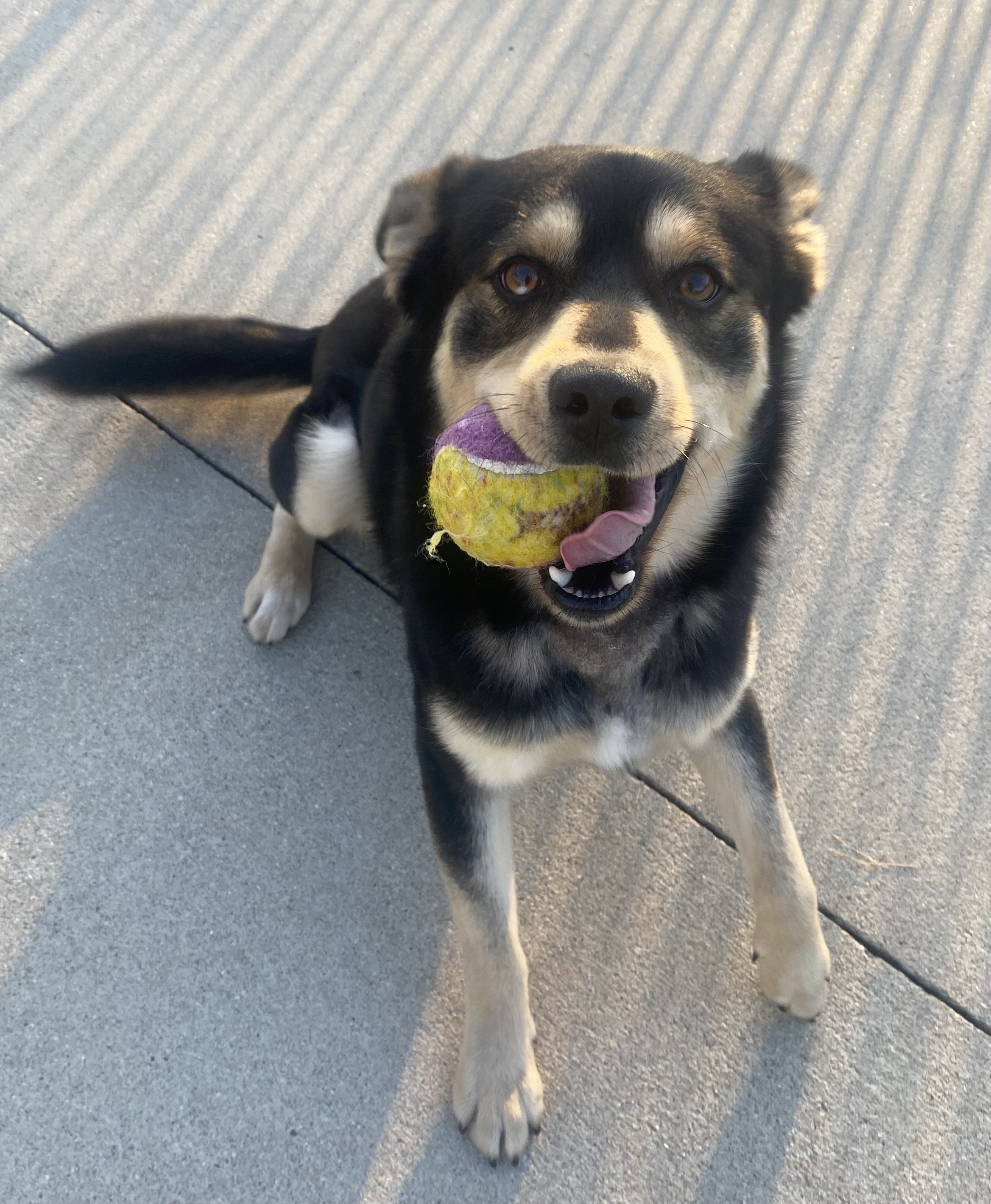 Pistol, a Adopted mixed breed in Lebanon, KY image 1/4