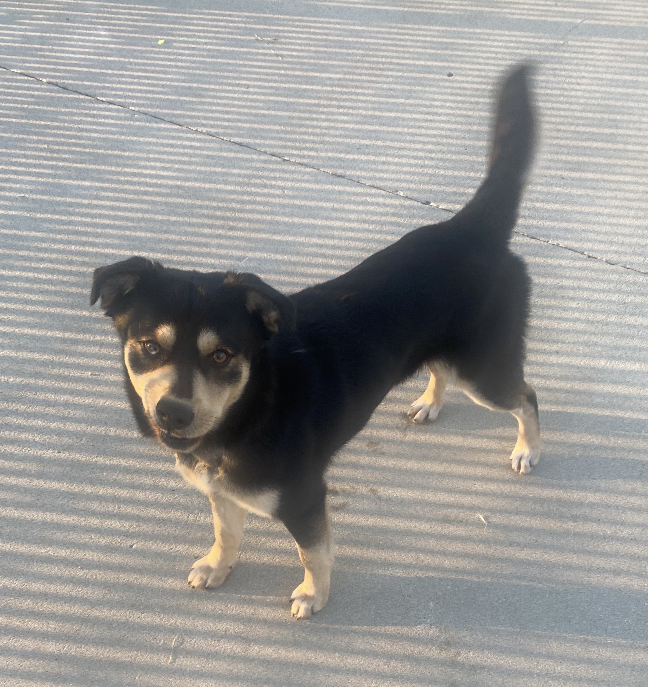 Pistol, a Adopted mixed breed in Lebanon, KY image 2/4