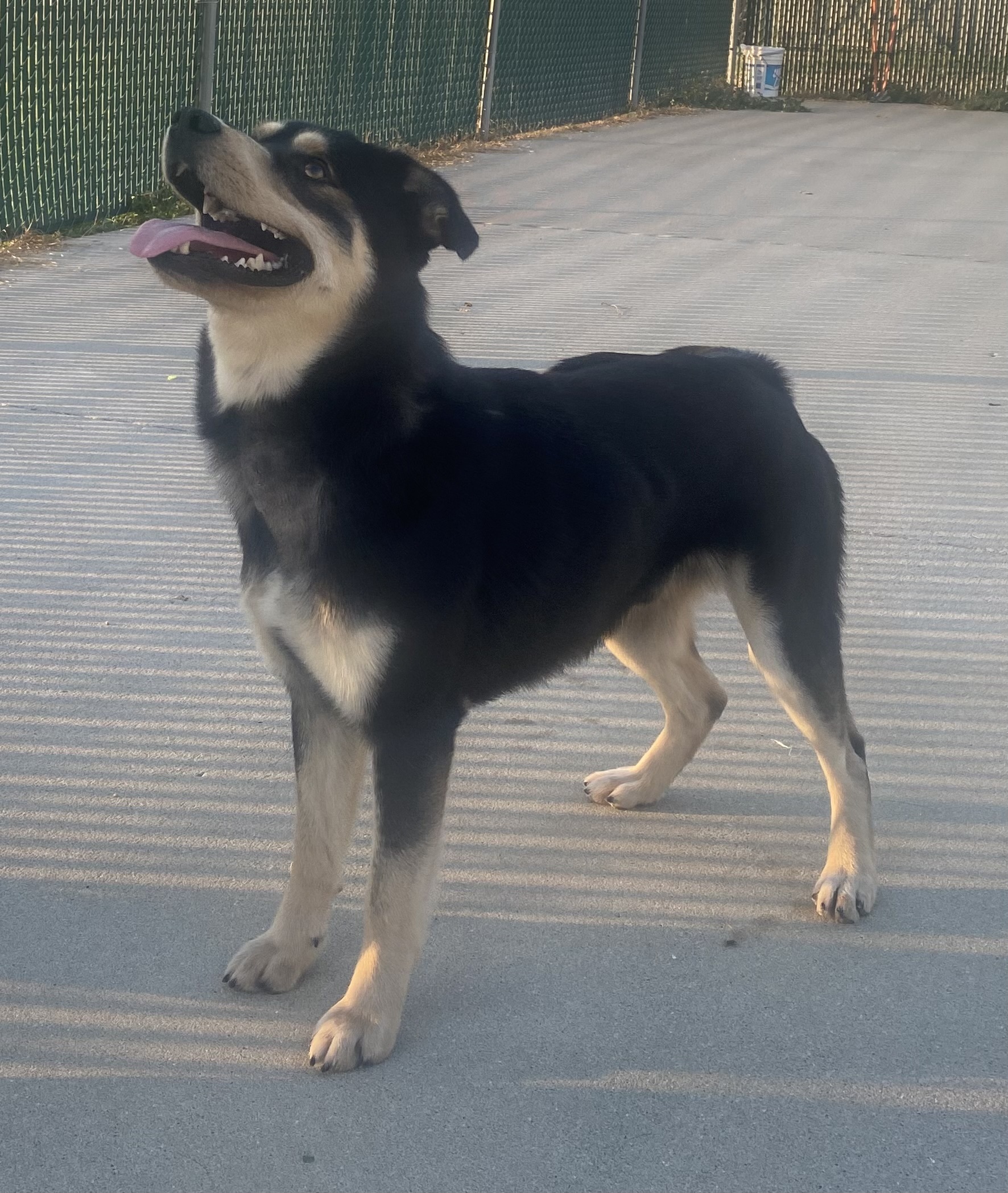 Pistol, a Adopted mixed breed in Lebanon, KY image 3/4