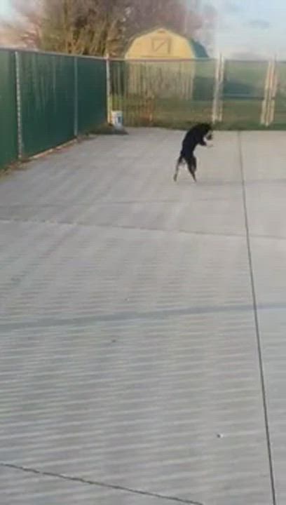 Enlarge Pistol, a Adopted mixed breed in Lebanon, KY video 4/4