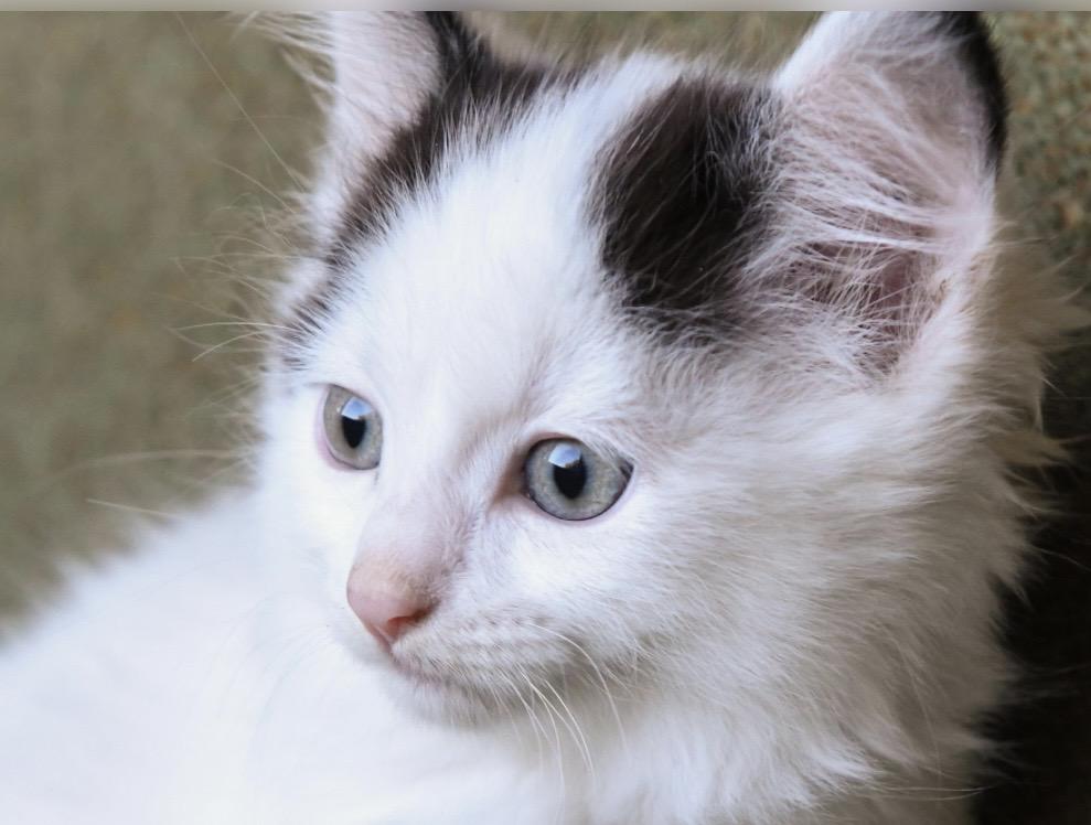 Hyde, a ADOPTABLE Domestic Long Hair in Port Washington, WI image 3/5