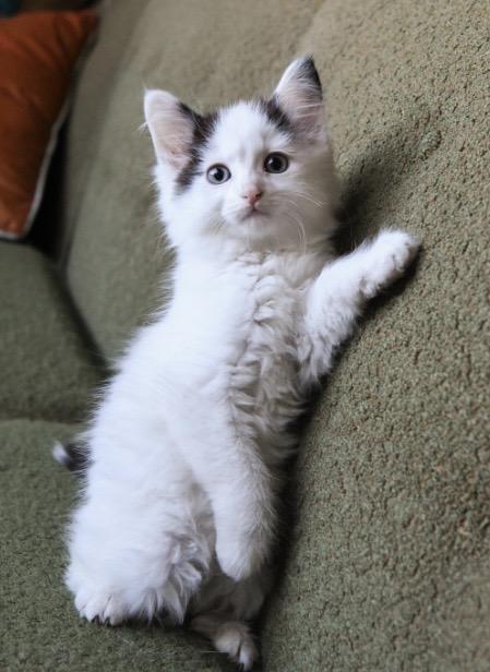 Hyde, ADOPTABLE, Kitten Female Domestic Long Hair.