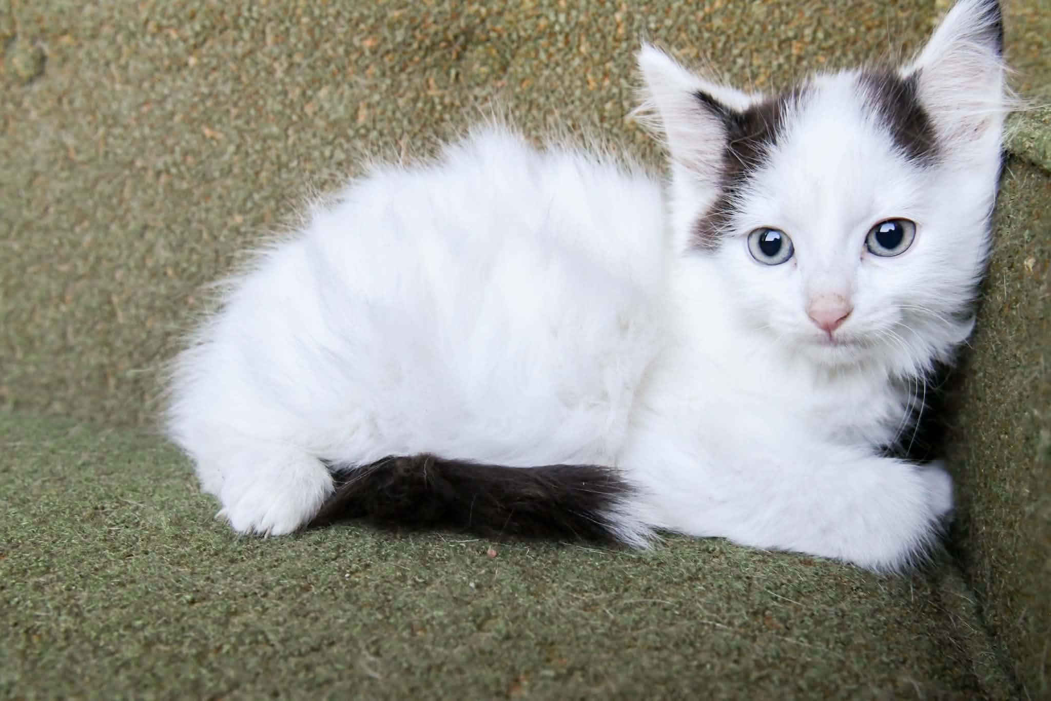 Hyde, a ADOPTABLE Domestic Long Hair in Port Washington, WI image 5/5