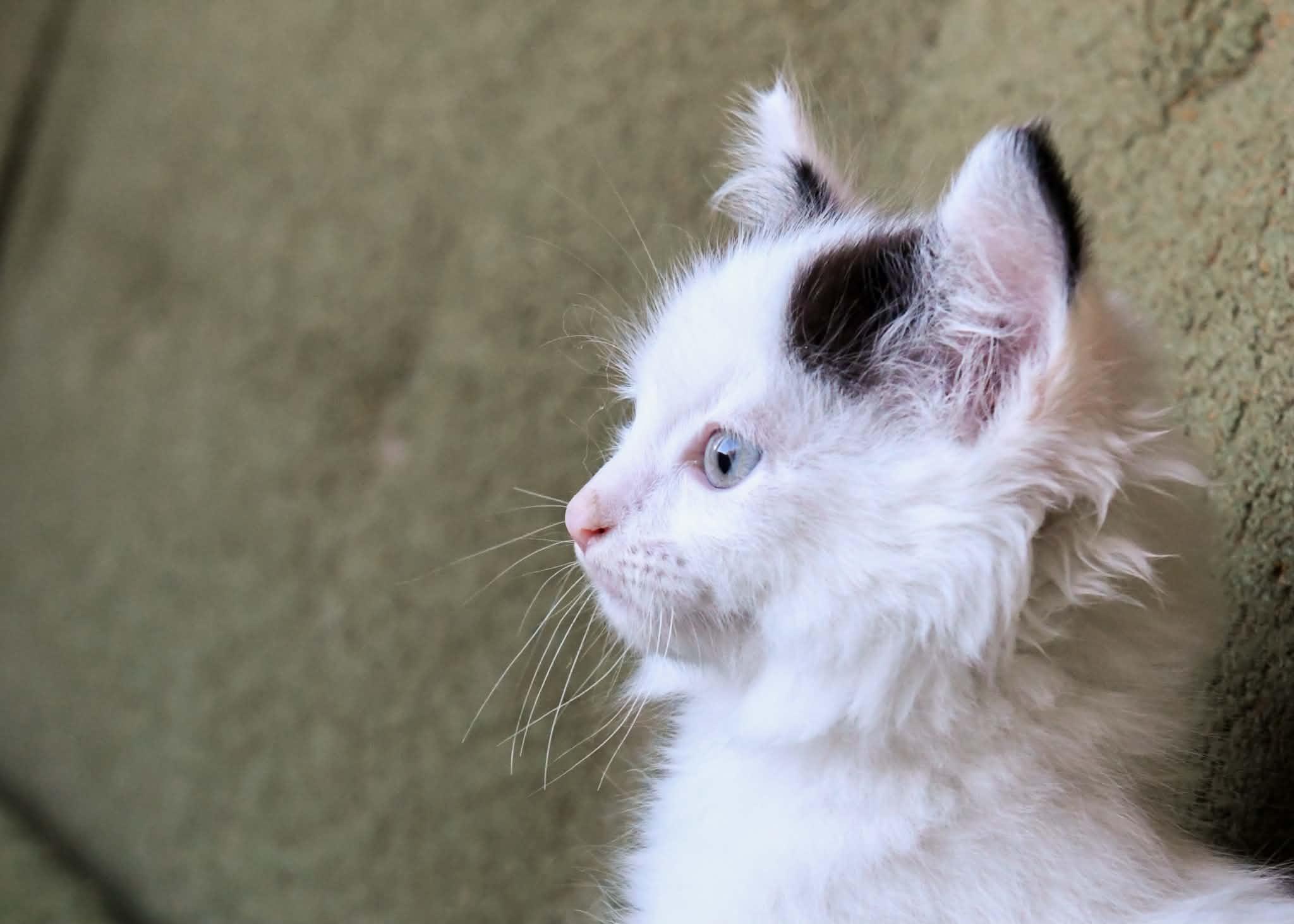 Hyde, a ADOPTABLE Domestic Long Hair in Port Washington, WI image 4/5