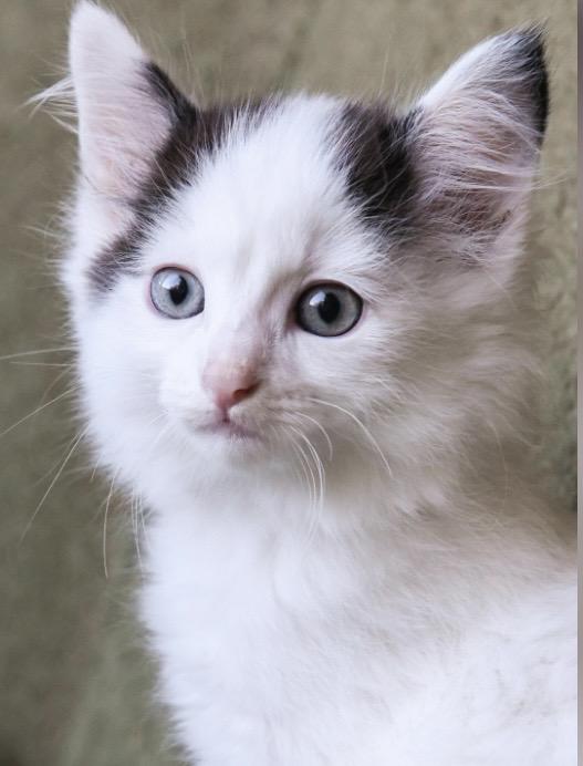 Hyde, a ADOPTABLE Domestic Long Hair in Port Washington, WI image 2/5