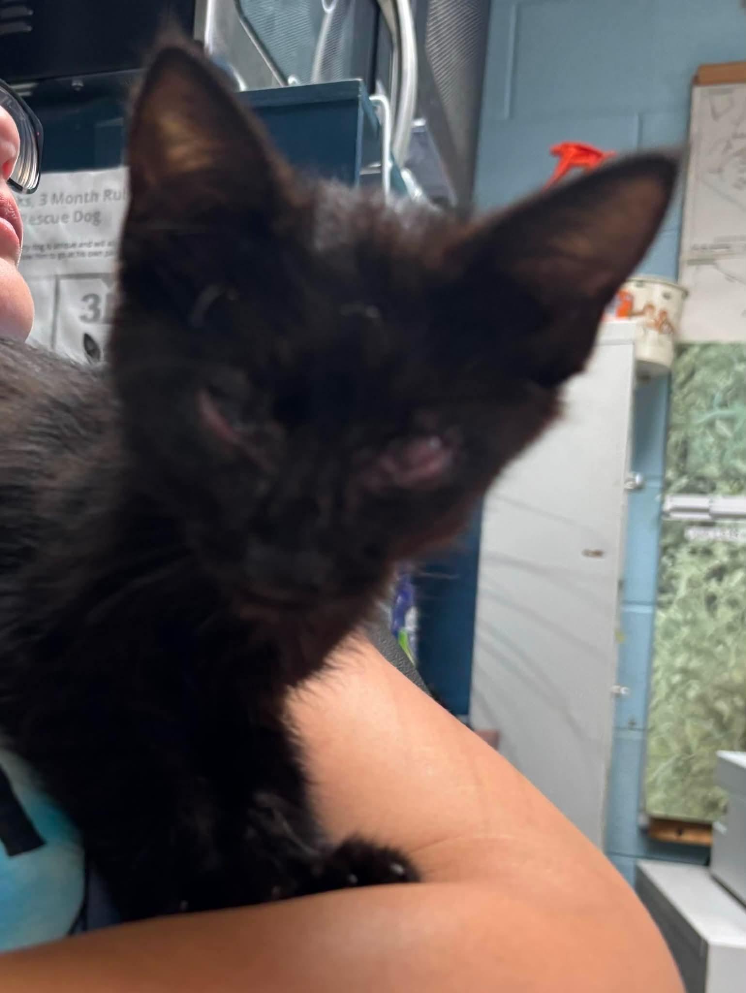 Enlarge Maurice - Visit at Lynchburg Petsmart, a Adopted Domestic Short Hair in Rustburg, VA image 1/2