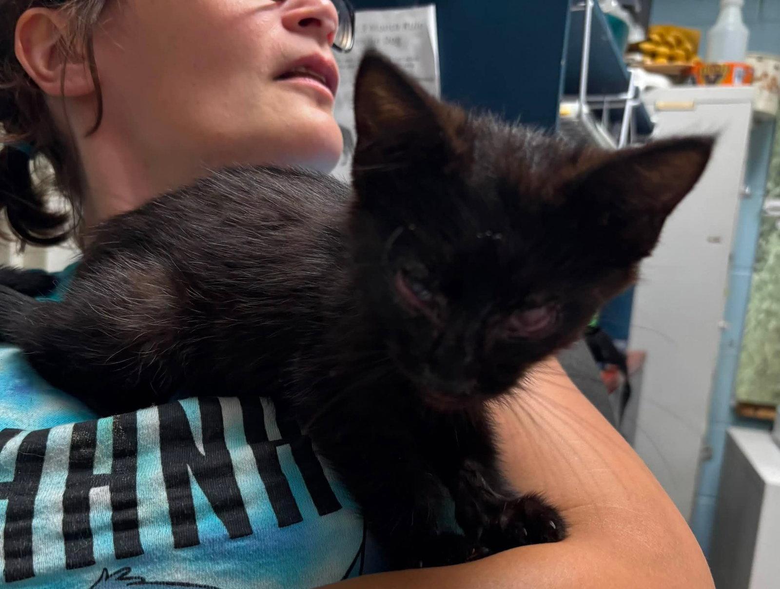 Enlarge Maurice - Visit at Lynchburg Petsmart, a Adopted Domestic Short Hair in Rustburg, VA image 2/2