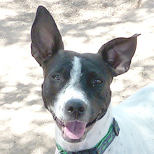 Enlarge Lacy, a Adoptable mixed breed in Phoenix, AZ image 1/6