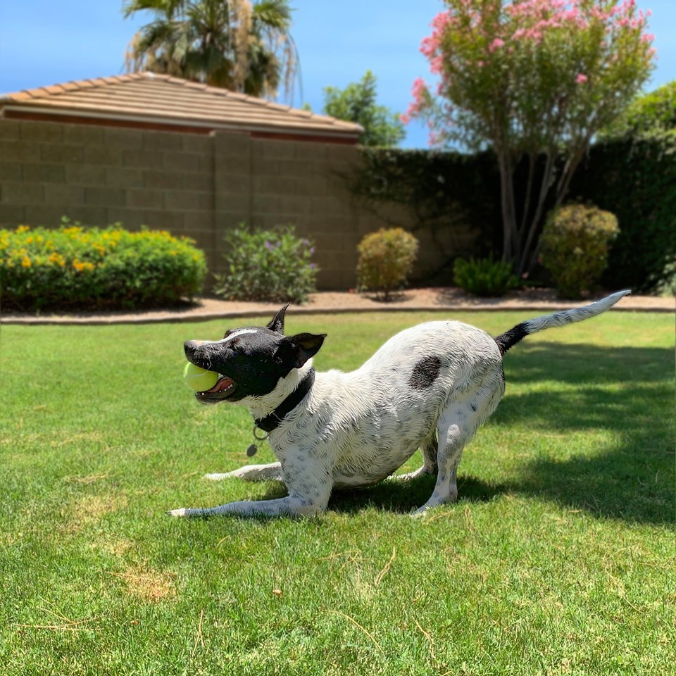Enlarge Lacy, a Adoptable mixed breed in Phoenix, AZ image 2/6